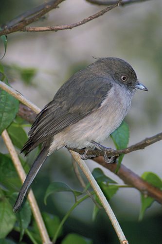 Abyssinian slaty flycatcher